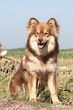 CHIEN FINNOIS DE LAPONIE 462